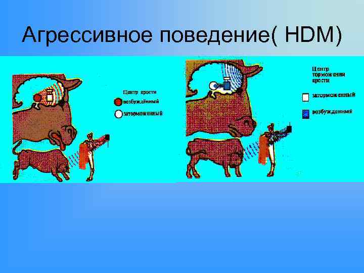 Агрессивное поведение( HDM) 