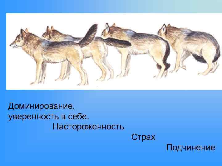 Доминирование, уверенность в себе. Настороженность Страх Подчинение 