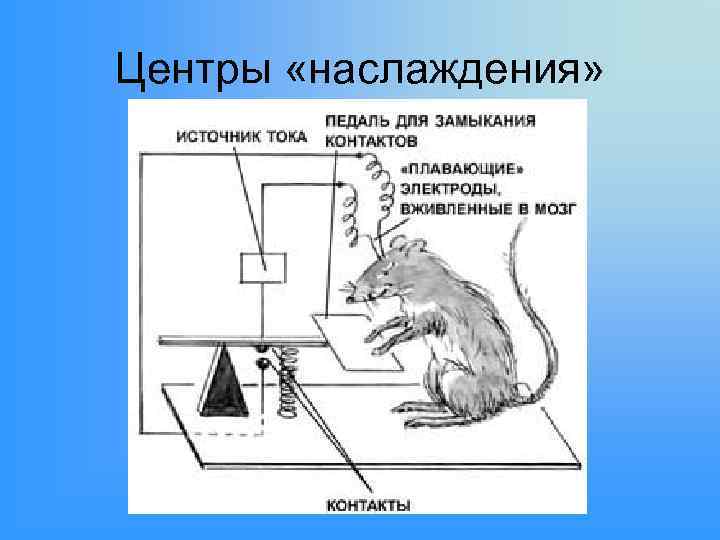 Центры «наслаждения» 