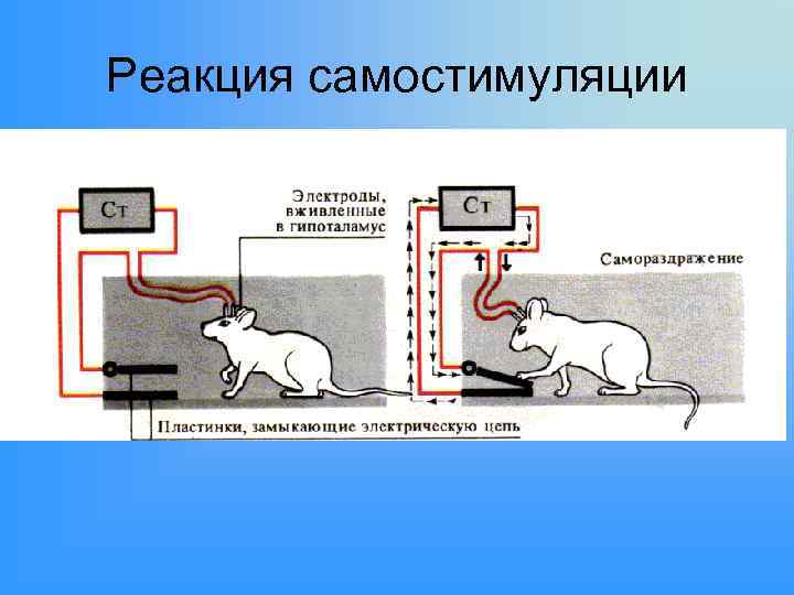 Реакция самостимуляции 