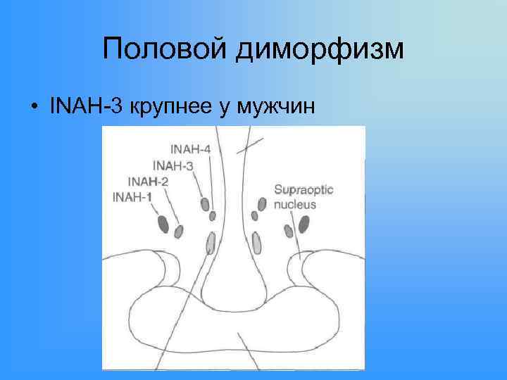 Половой диморфизм • INAH-3 крупнее у мужчин 