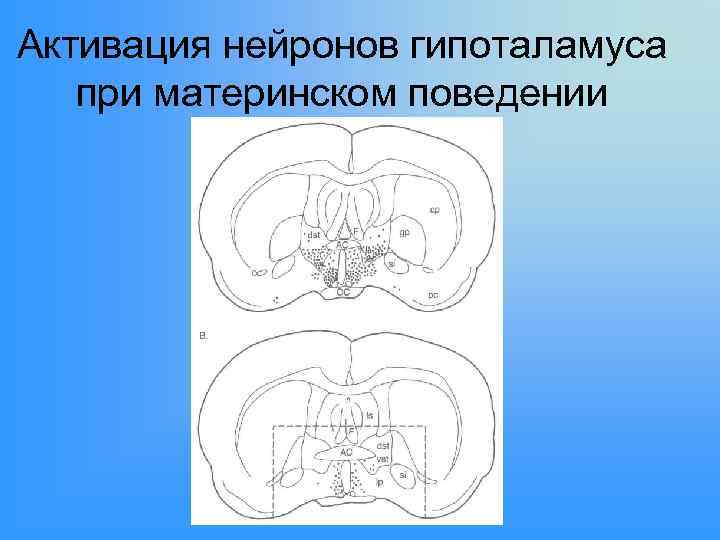 Активация нейронов гипоталамуса при материнском поведении 