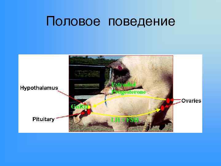 Половое поведение 