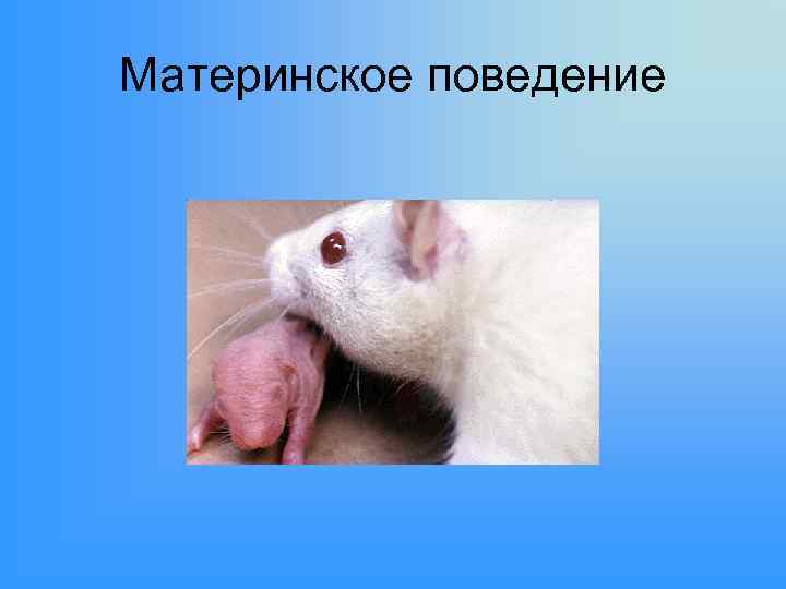 Материнское поведение 