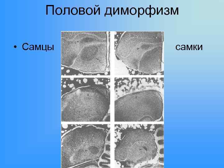 Половой диморфизм • Самцы самки 