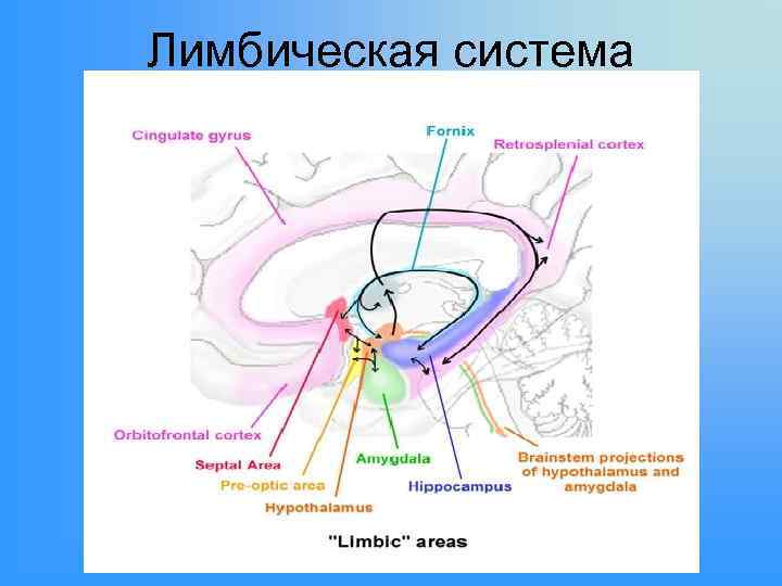Лимбическая система 