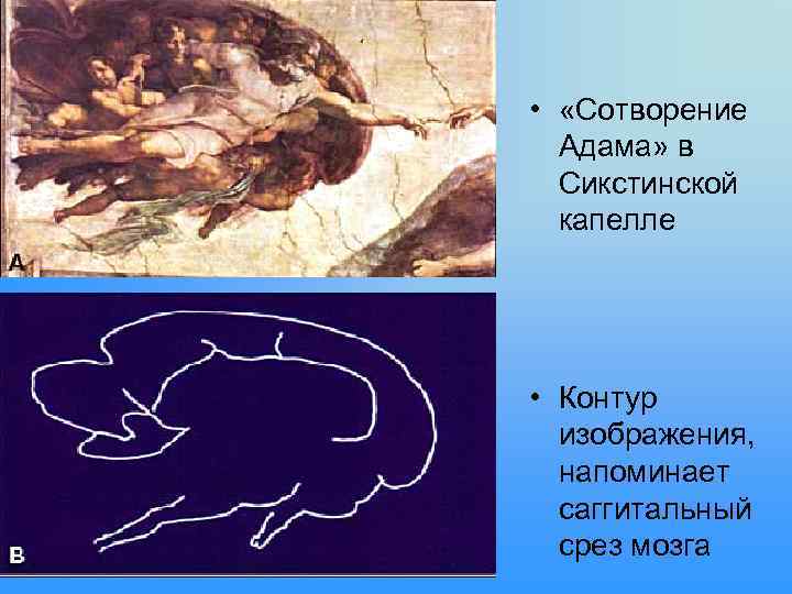  • «Сотворение Адама» в Сикстинской капелле • Контур изображения, напоминает саггитальный срез мозга