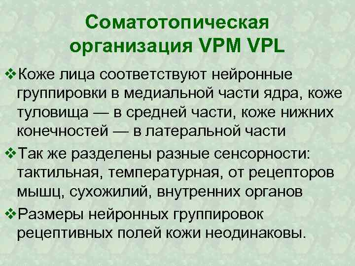Соматотопическая организация VPM VPL v. Коже лица соответствуют нейронные группировки в медиальной части ядра,