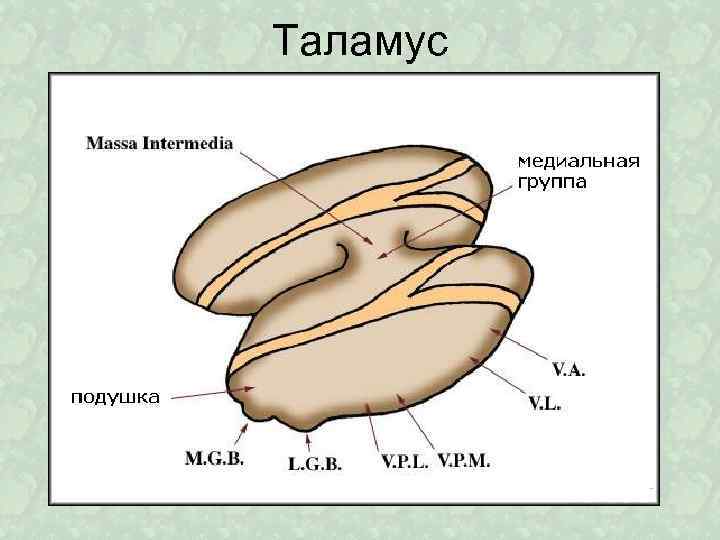Таламус 