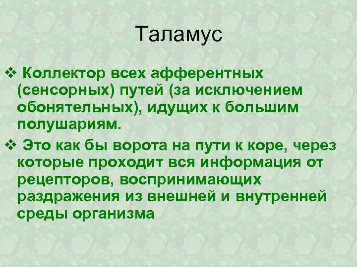 Таламус v Коллектор всех афферентных (сенсорных) путей (за исключением обонятельных), идущих к большим полушариям.
