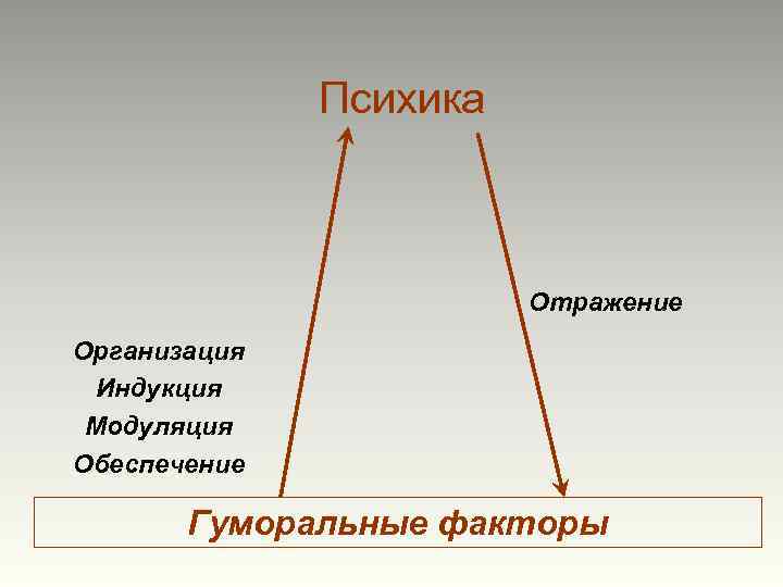 Психика Отражение Организация Индукция Модуляция Обеспечение Гуморальные факторы 