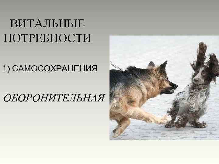 ВИТАЛЬНЫЕ ПОТРЕБНОСТИ 1) САМОСОХРАНЕНИЯ ОБОРОНИТЕЛЬНАЯ 