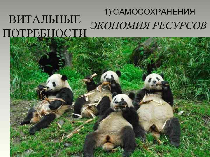 1) САМОСОХРАНЕНИЯ ВИТАЛЬНЫЕ ЭКОНОМИЯ РЕСУРСОВ ПОТРЕБНОСТИ 