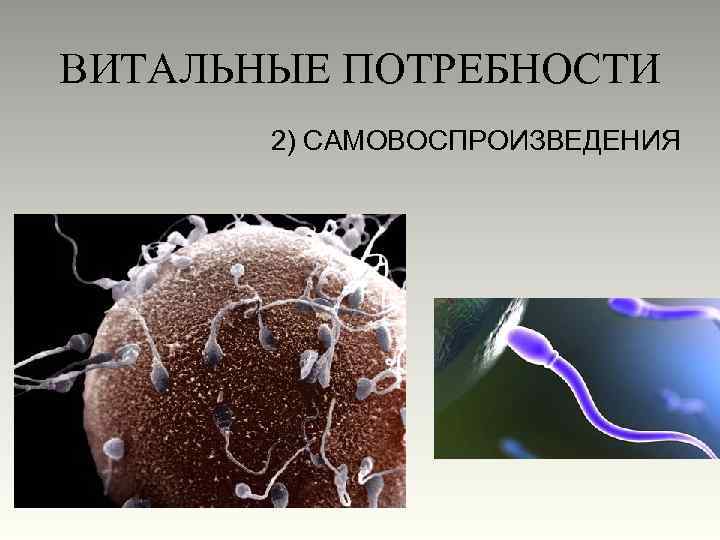 ВИТАЛЬНЫЕ ПОТРЕБНОСТИ 2) САМОВОСПРОИЗВЕДЕНИЯ 