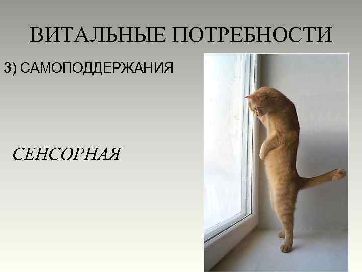 ВИТАЛЬНЫЕ ПОТРЕБНОСТИ 3) САМОПОДДЕРЖАНИЯ СЕНСОРНАЯ 
