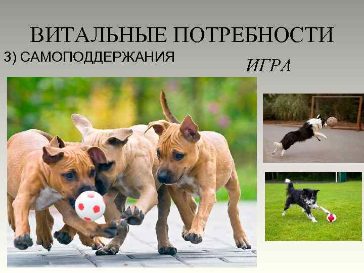 ВИТАЛЬНЫЕ ПОТРЕБНОСТИ 3) САМОПОДДЕРЖАНИЯ ИГРА 