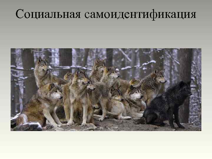 Социальная самоидентификация 