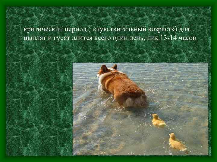 критический период ( «чувствительный возраст» ) для цыплят и гусят длится всего один день,