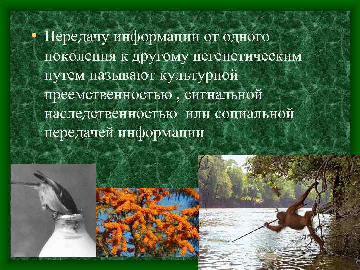  • Передачу информации от одного поколения к другому негенетическим путем называют культурной преемственностью