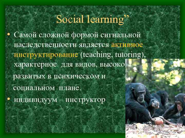 Social learning” • Самой сложной формой сигнальной наследственности является активное инструктирование (teaching, tutoring), характерное