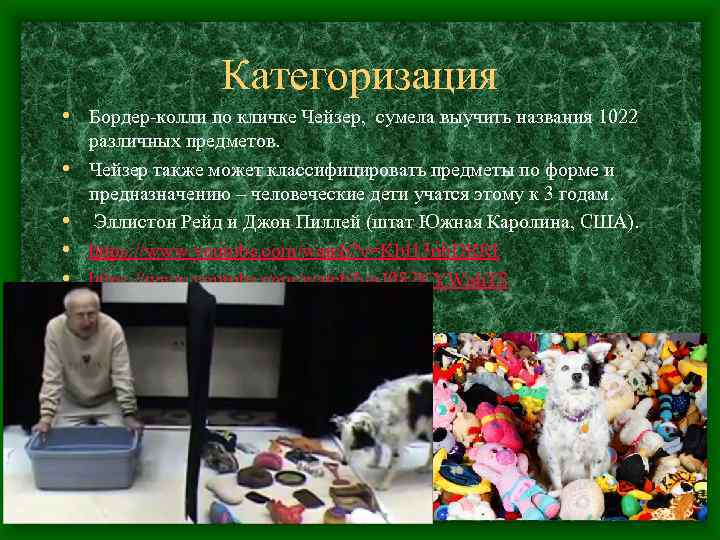 Категоризация • Бордер-колли по кличке Чейзер, сумела выучить названия 1022 • • различных предметов.