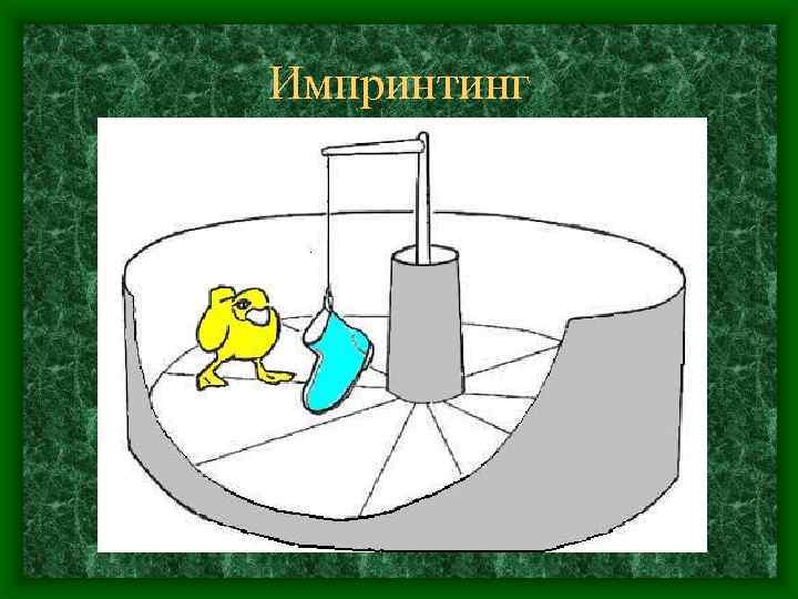 Импринтинг 