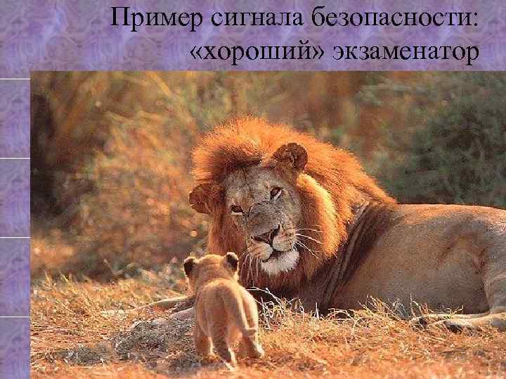 Пример сигнала безопасности: «хороший» экзаменатор 