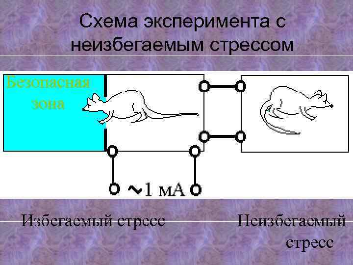 Схема эксперимента с неизбегаемым стрессом Безопасная зона Избегаемый стресс Неизбегаемый стресс 