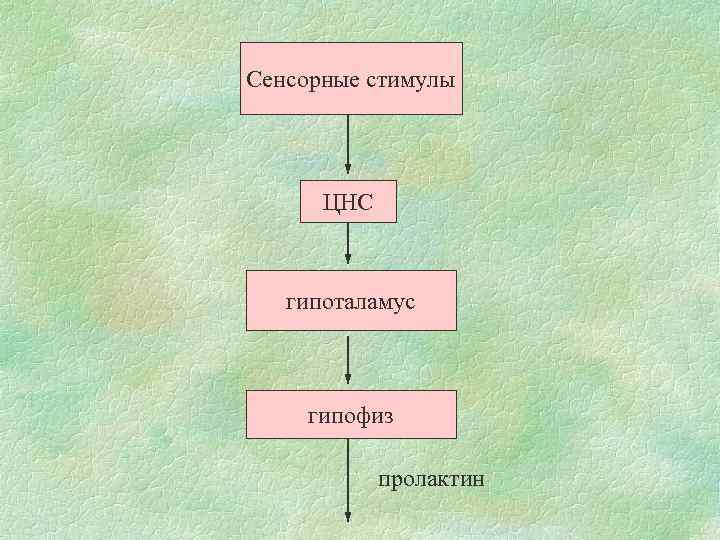 Сенсорные стимулы ЦНС гипоталамус гипофиз пролактин 