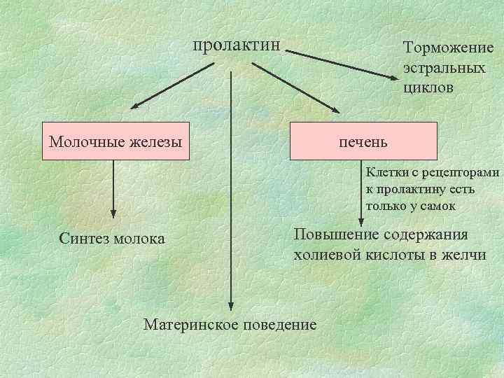 пролактин Торможение эстральных циклов Молочные железы печень Клетки с рецепторами к пролактину есть только