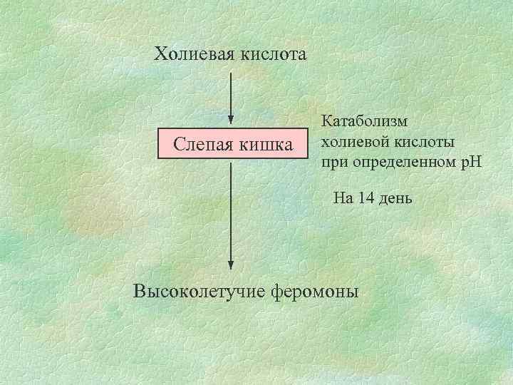 Холиевая кислота Слепая кишка Катаболизм холиевой кислоты при определенном р. Н На 14 день