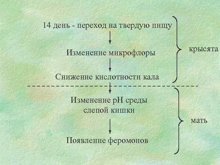 14 день - переход на твердую пищу Изменение микрофлоры крысята Снижение кислотности кала Изменение