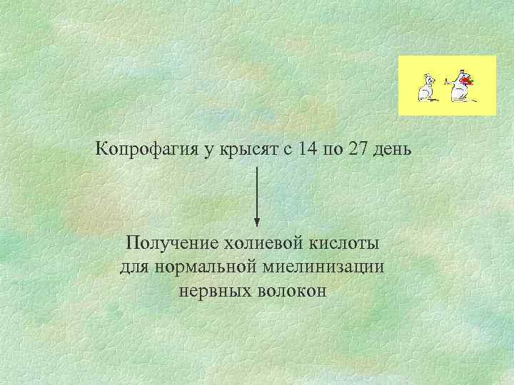 Копрофагия у крысят с 14 по 27 день Получение холиевой кислоты для нормальной миелинизации