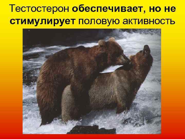 Тестостерон обеспечивает, но не стимулирует половую активность 