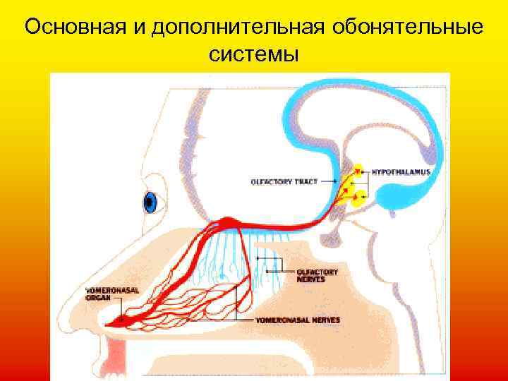 Основная и дополнительная обонятельные системы 