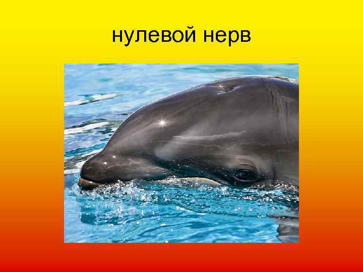 нулевой нерв 