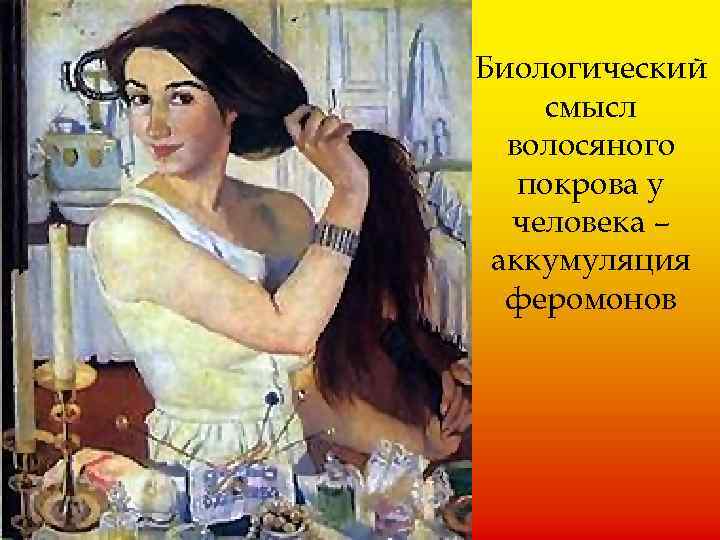 Биологический смысл волосяного покрова у человека – аккумуляция феромонов 