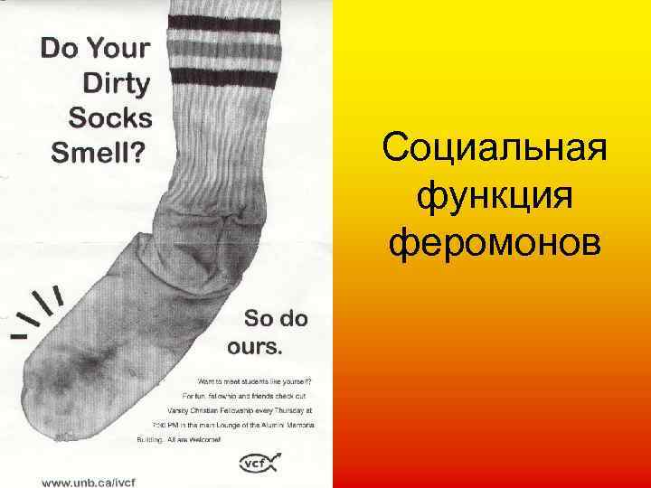 Социальная функция феромонов 