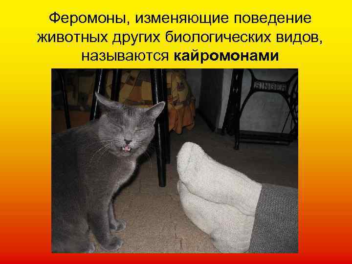 Феромоны, изменяющие поведение животных других биологических видов, называются кайромонами 