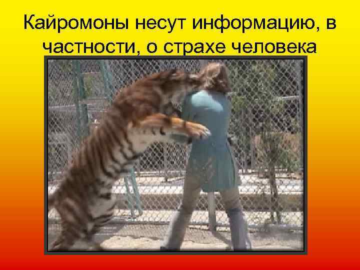 Кайромоны несут информацию, в частности, о страхе человека 