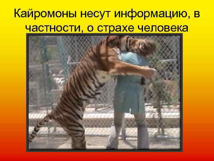 Кайромоны несут информацию, в частности, о страхе человека 