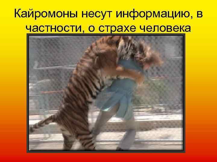 Кайромоны несут информацию, в частности, о страхе человека 