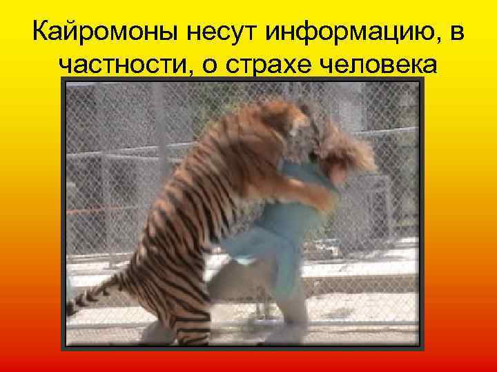 Кайромоны несут информацию, в частности, о страхе человека 