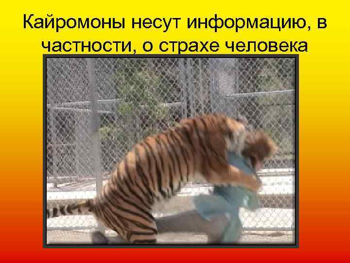 Кайромоны несут информацию, в частности, о страхе человека 