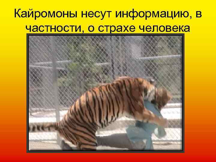 Кайромоны несут информацию, в частности, о страхе человека 