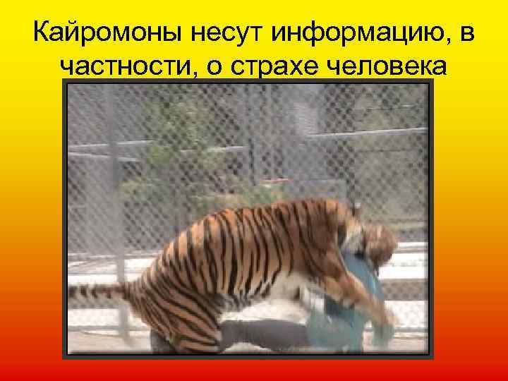 Кайромоны несут информацию, в частности, о страхе человека 