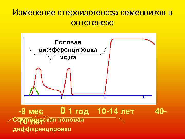 Изменение стероидогенеза семенников в онтогенезе Половая дифференцировка мозга -9 мес 0 1 год Соматическая