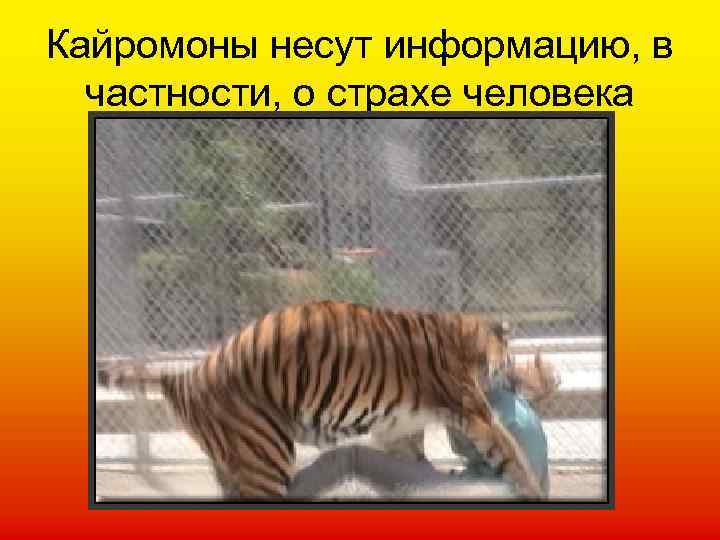 Кайромоны несут информацию, в частности, о страхе человека 