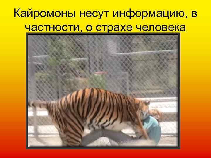 Кайромоны несут информацию, в частности, о страхе человека 