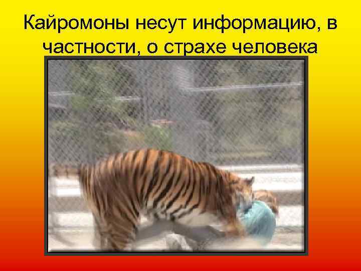 Кайромоны несут информацию, в частности, о страхе человека 